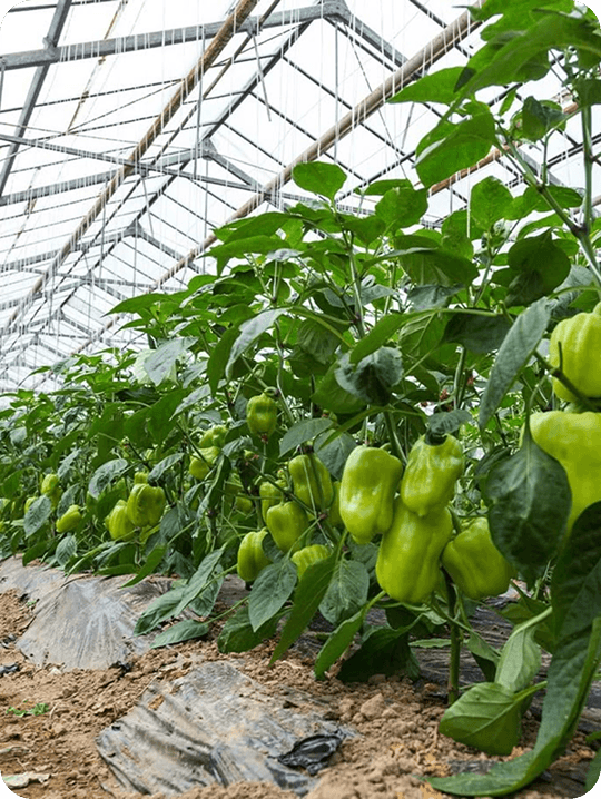 Main farm image