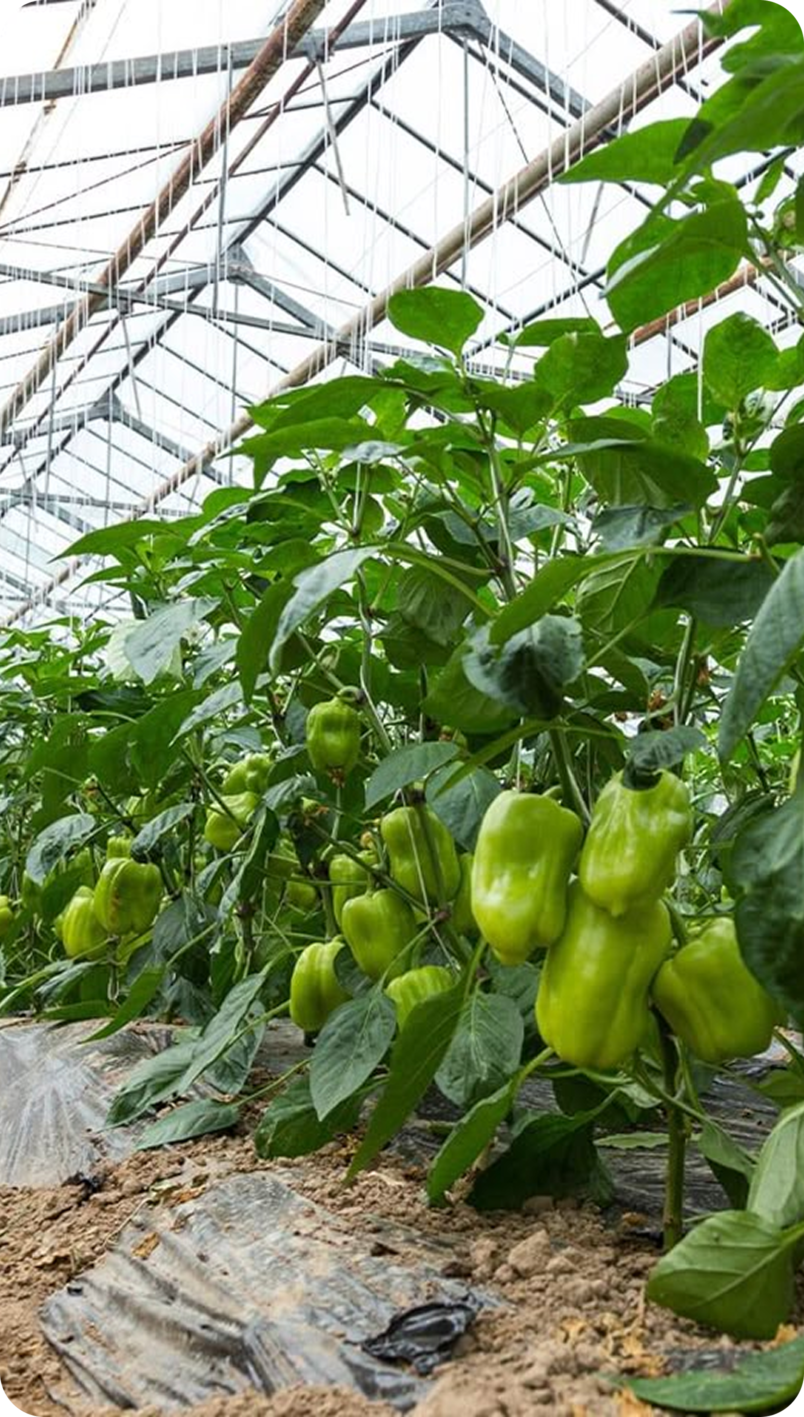 Greenhouse with green plants